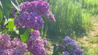 Yeşil yapraklı mor çiçek buketi, 4K video klibi.