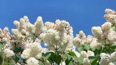 Mavi gökyüzünde leylak beyazı çiçekli bir buket, 4K görüntü klibi