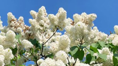 Mavi gökyüzünde leylak beyazı çiçekli bir buket, 4K görüntü klibi