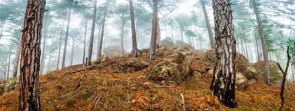 Bosque brumoso de pinos — Foto de Stock