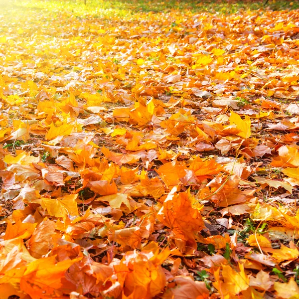 Pomarańczowy liści w parku jesień — Zdjęcie stockowe