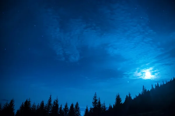 pine trees under moon