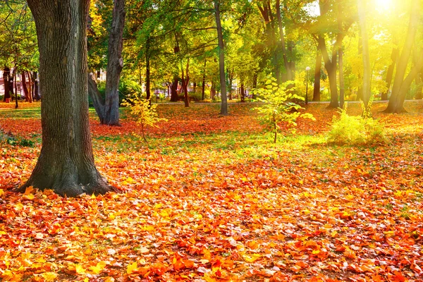 日当たりの良い公園を秋します。 — ストック写真