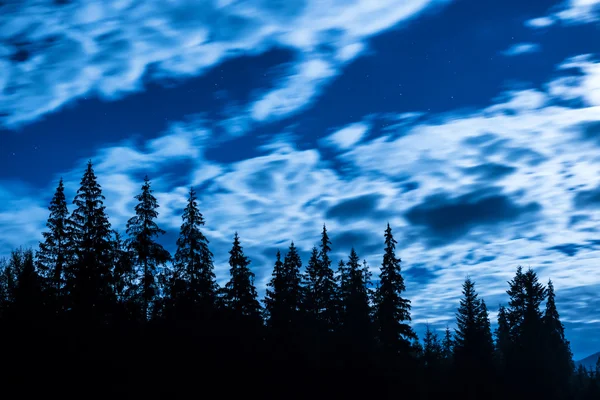Pine trees under blue sky — Stock Photo, Image