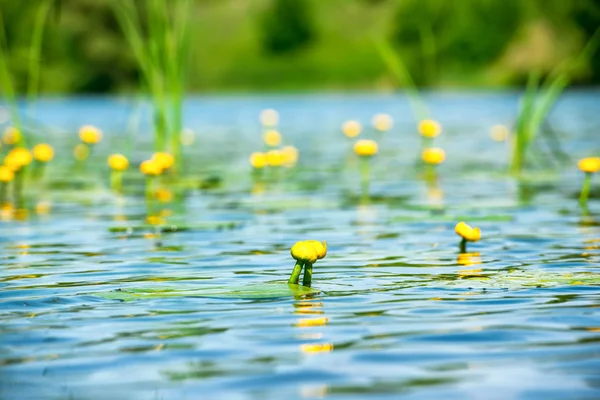 Näckros blommor på dammen — Stockfoto