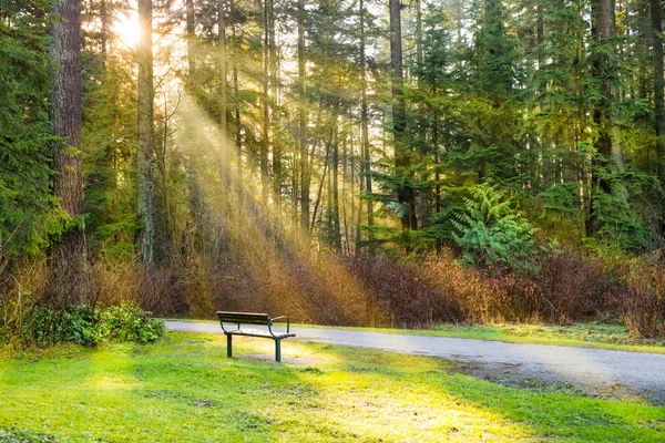 Bench in the green city park — Stock Photo, Image