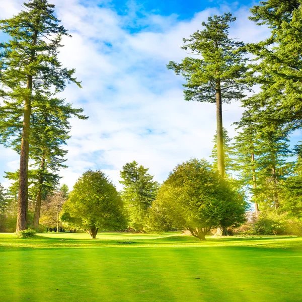 Green lawn with trees in park — Stock Photo, Image