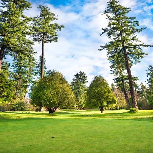 Prato verde con alberi nel parco — Foto Stock