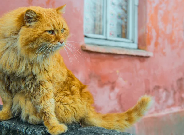 Gato rojo con ojos verdes — Foto de Stock