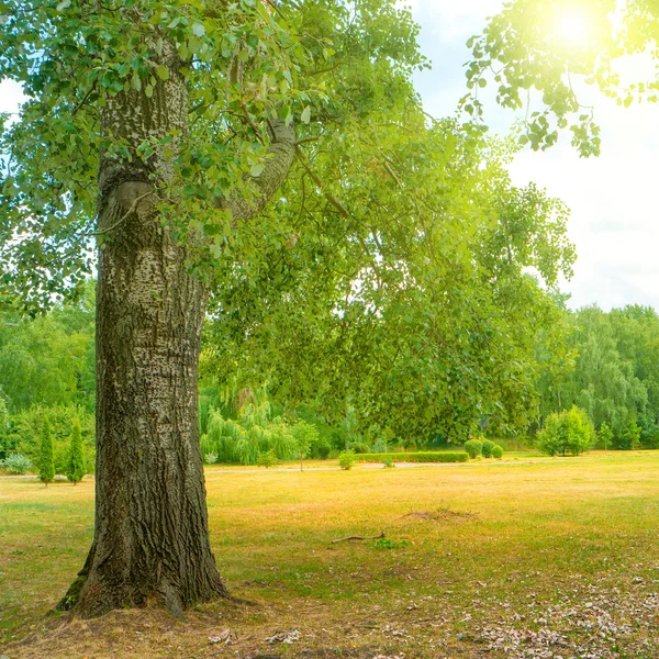 Büyük ağaç yeşil park — Stok fotoğraf