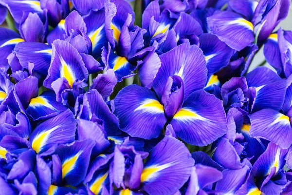 Blaublütige Iris — Stockfoto