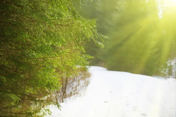 Solljus i vinter skog — Stockfoto