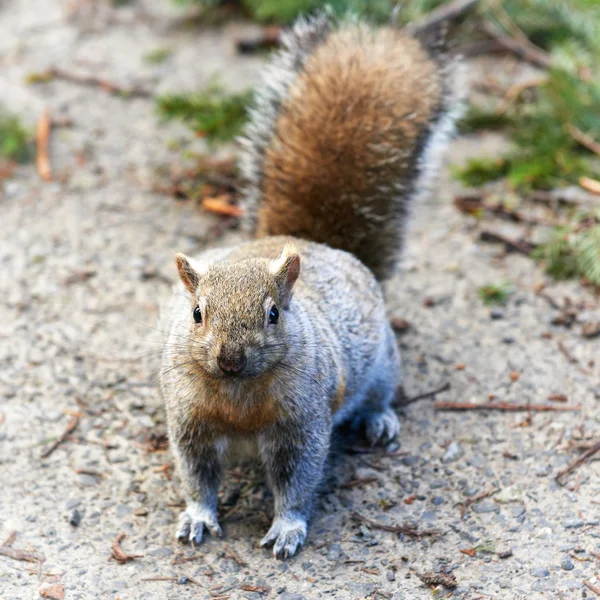 Sittande ekorre — Stockfoto