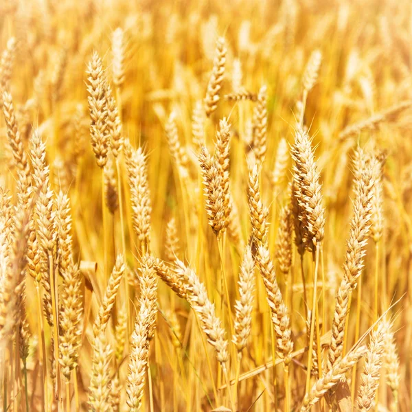 Feld aus goldenem Weizen — Stockfoto