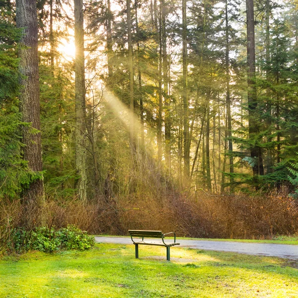 Bench in green city park — Stock Photo, Image