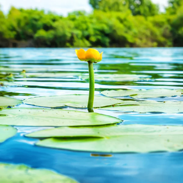 Желтый цветок водяная лилия — стоковое фото