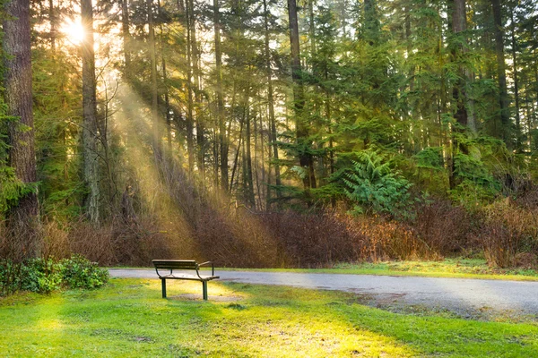 Bench in green city park — Stock Photo, Image