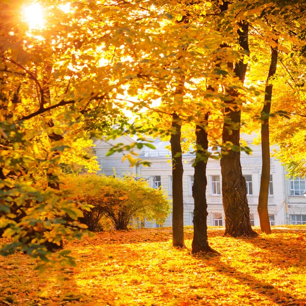 Goldener Herbstpark — Stockfoto