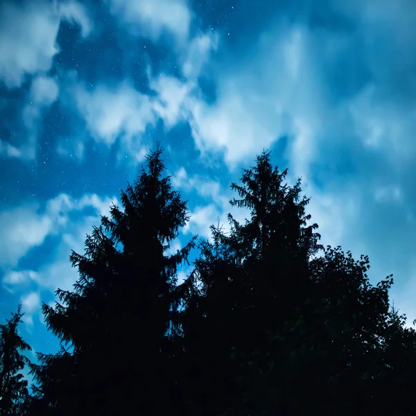 Zwarte Woud met bomen — Stockfoto