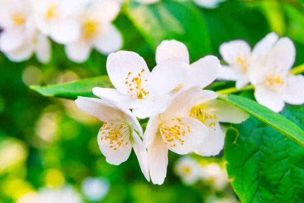 Witte jasmijn bloemen — Stockfoto