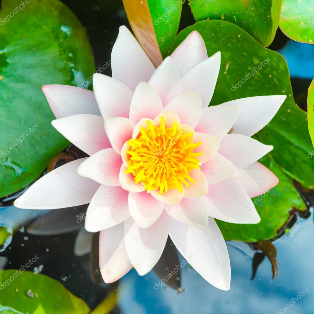 White flower - water lilly