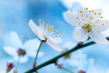 Bahar çiçek açması beyaz bahar çiçekleri