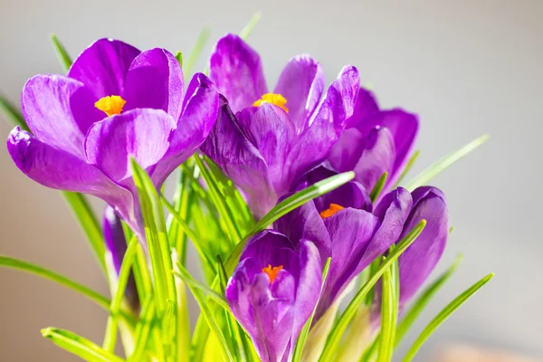 Πρώτη ανοιξιάτικα λουλούδια ίριδες — Φωτογραφία Αρχείου