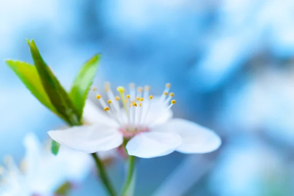 春天盛开的白色春天花朵 — 图库照片