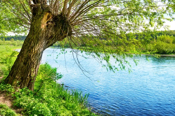 Grande vecchio albero sulla riva del fiume — Foto Stock