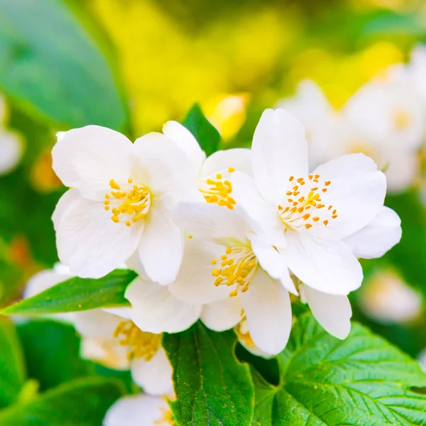 Vit jasmin blommor — Stockfoto