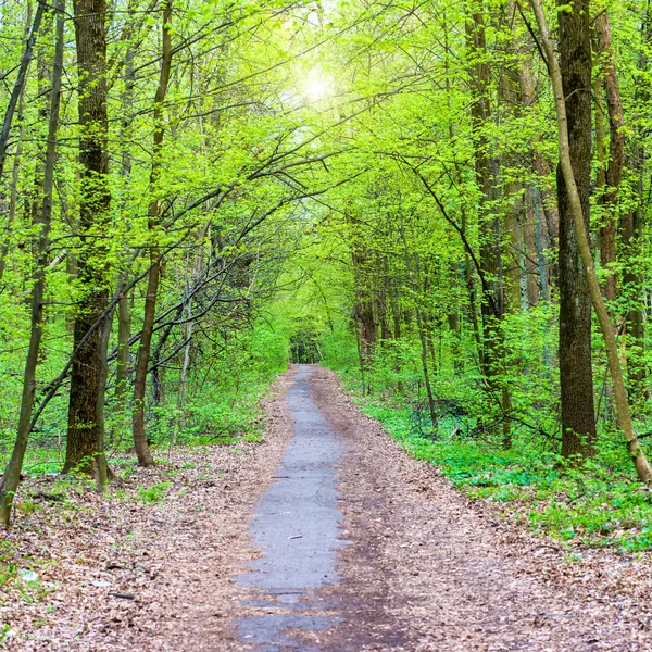 Path in beautiful green park — Stock Photo, Image