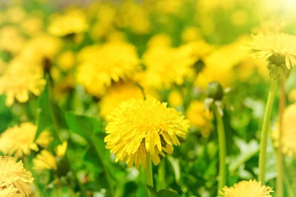 Yellow dandelions on green field — Stock Photo, Image