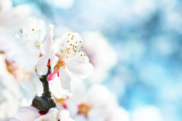 Flores brancas na ameixeira — Fotografia de Stock