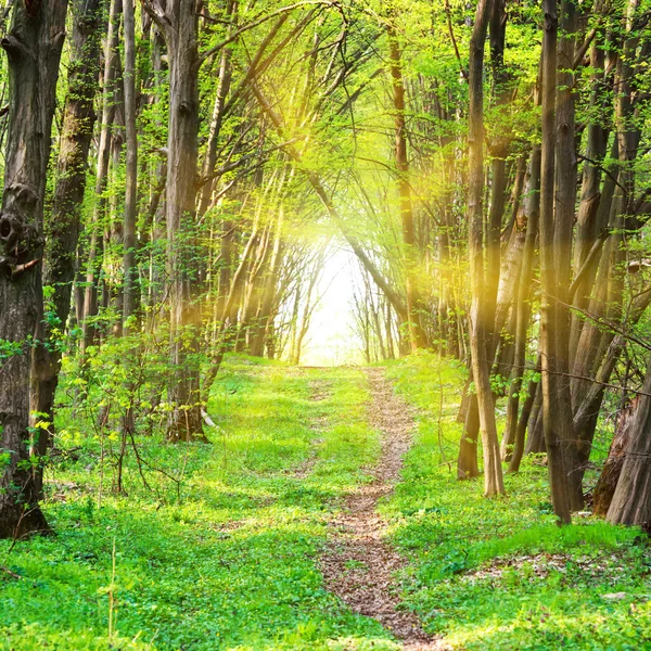 Güzel yeşil park yolundaki — Stok fotoğraf