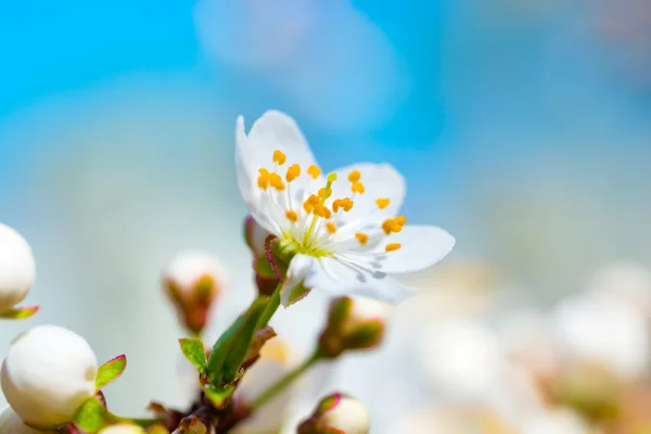 Frühling blühende weiße Frühlingsblumen — Stockfoto