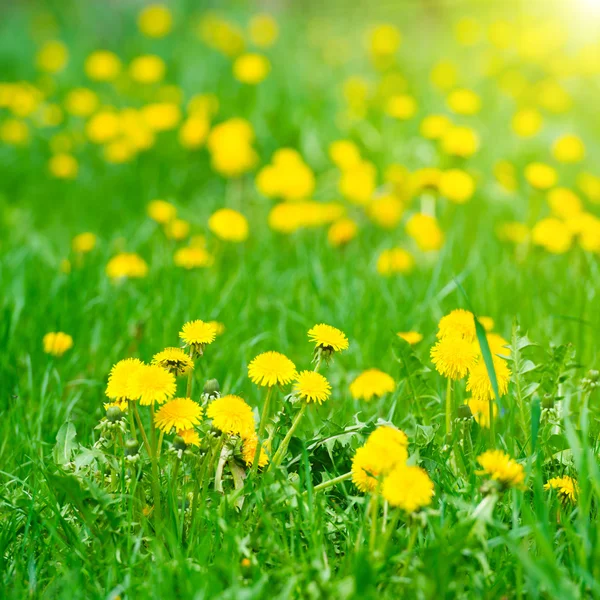 Yellow dandelions on green field — Stock Photo, Image