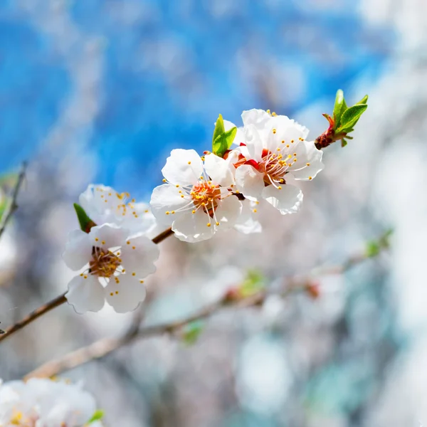 Spring blossoming white spring flowers — Stock Photo, Image