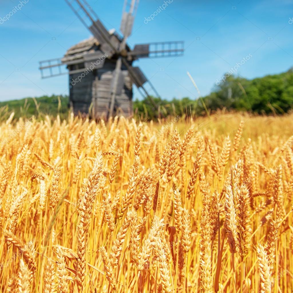 Mill on wheat field Stock Photo by ©dovapi 98583838