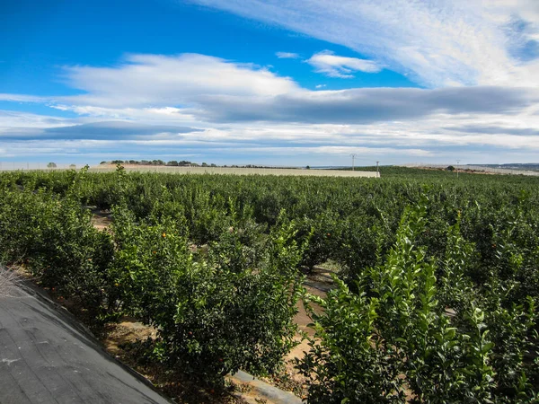 Naranjal en España Imagen De Stock