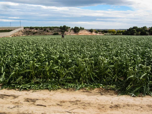 Artickokes em campo — Fotografia de Stock