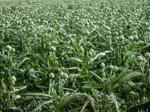 Artickokes in field — Stock Photo, Image