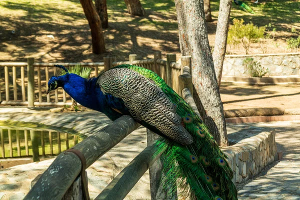 Peacock egy kerítésen állt, egy spanyol parkban. — Stock Fotó