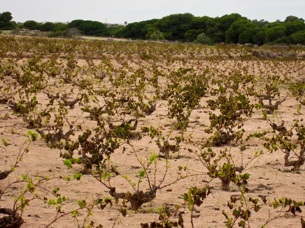 Viñas jóvenes —  Fotos de Stock