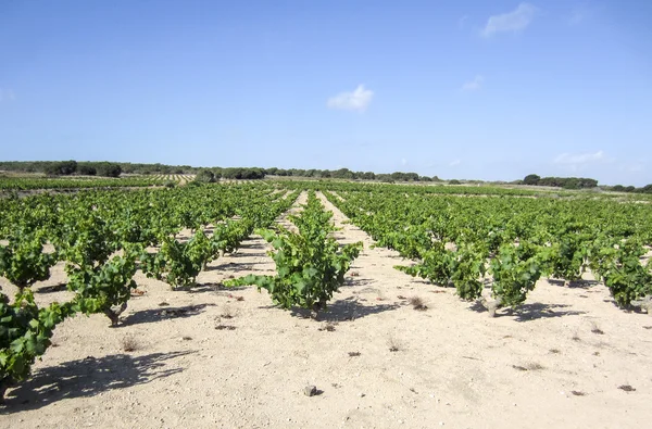 Young Vines — Stock Photo, Image