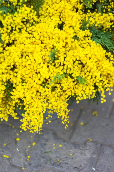 Frühlingsmimosenblüten — Stockfoto