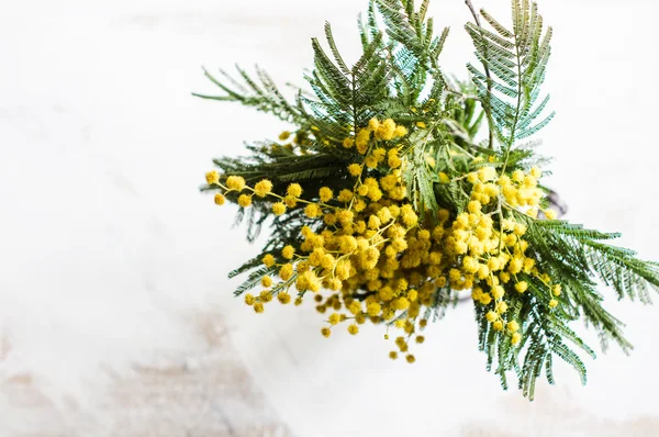 Parlak Mimoza çiçekler — Stok fotoğraf