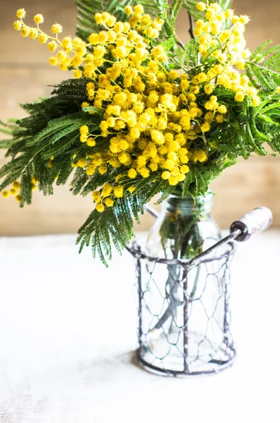 Flores de mimosa brilhantes — Fotografia de Stock