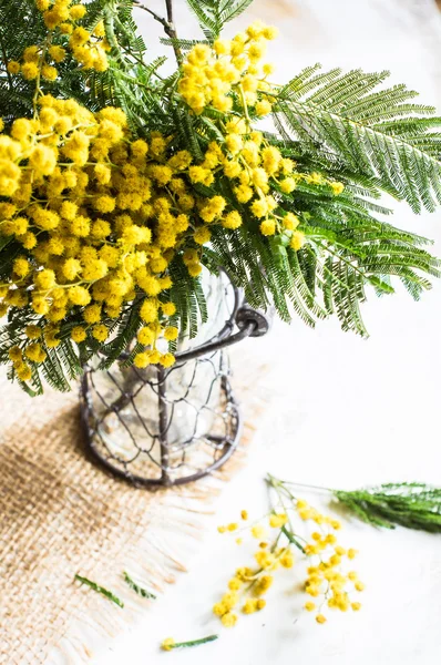 Bright mimosa flowers — Stock Photo, Image