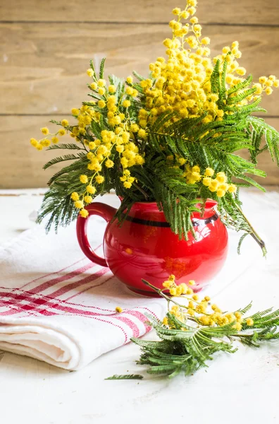 Leuchtende Mimosen-Blüten — Stockfoto