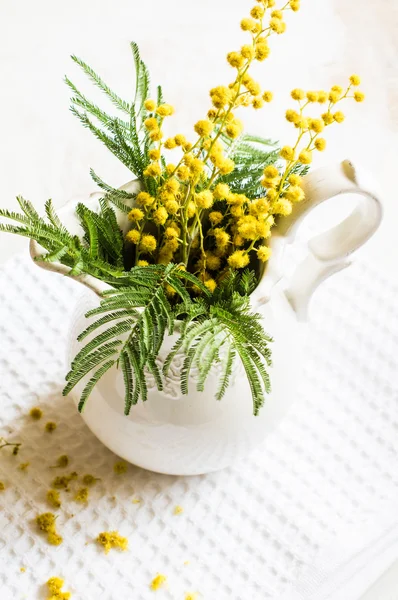 Parlak Mimoza çiçekler — Stok fotoğraf